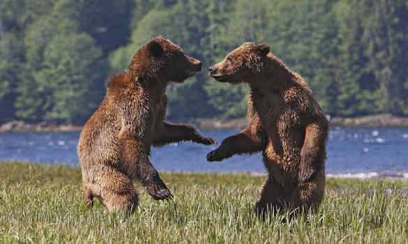 grizzly bear attack. Spotting grizzly bears in